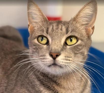 Gina, Adoptable, Adult Female Domestic Short Hair & Domestic Short Hair.