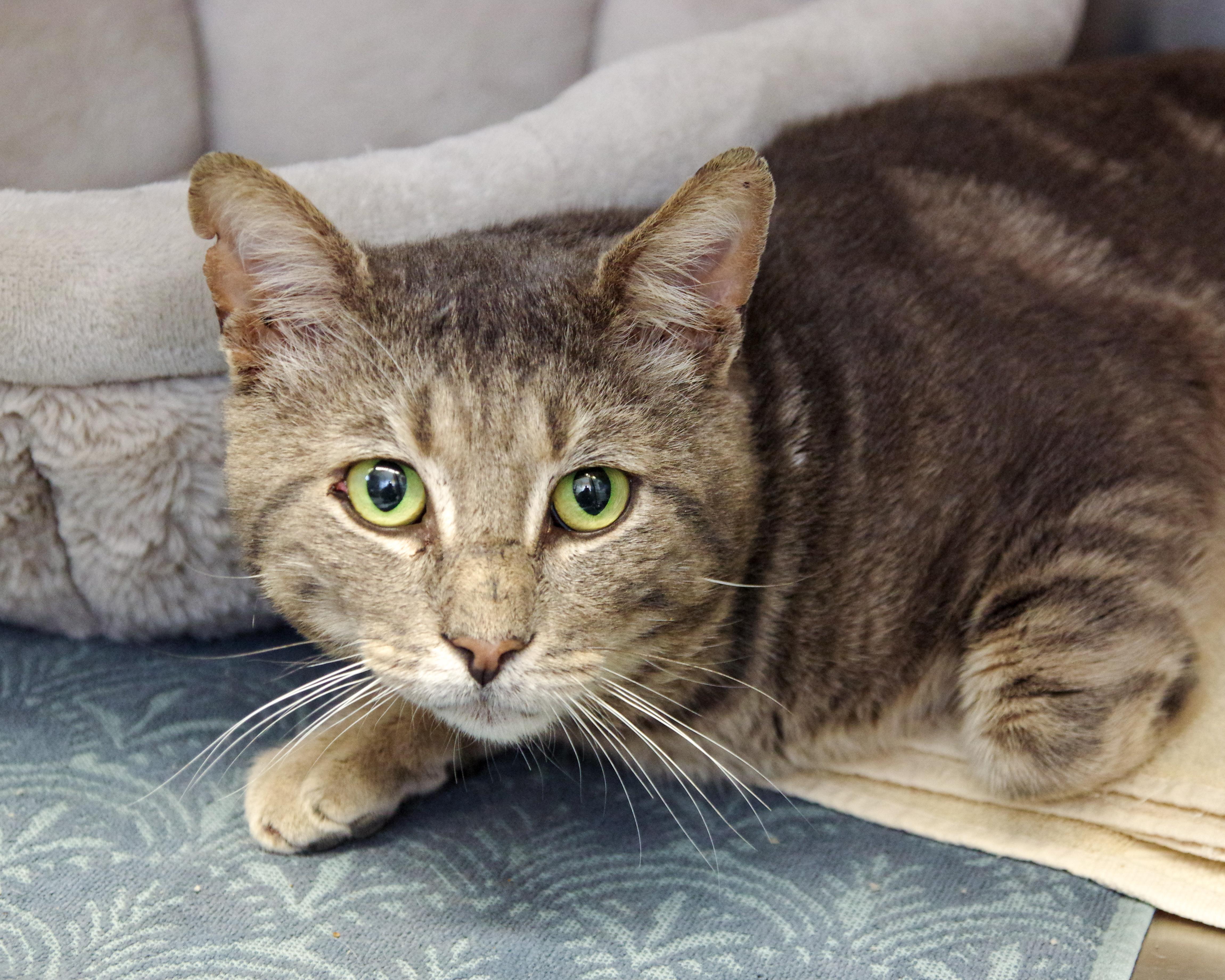 Paul, Adoptable, Young Male American Shorthair.