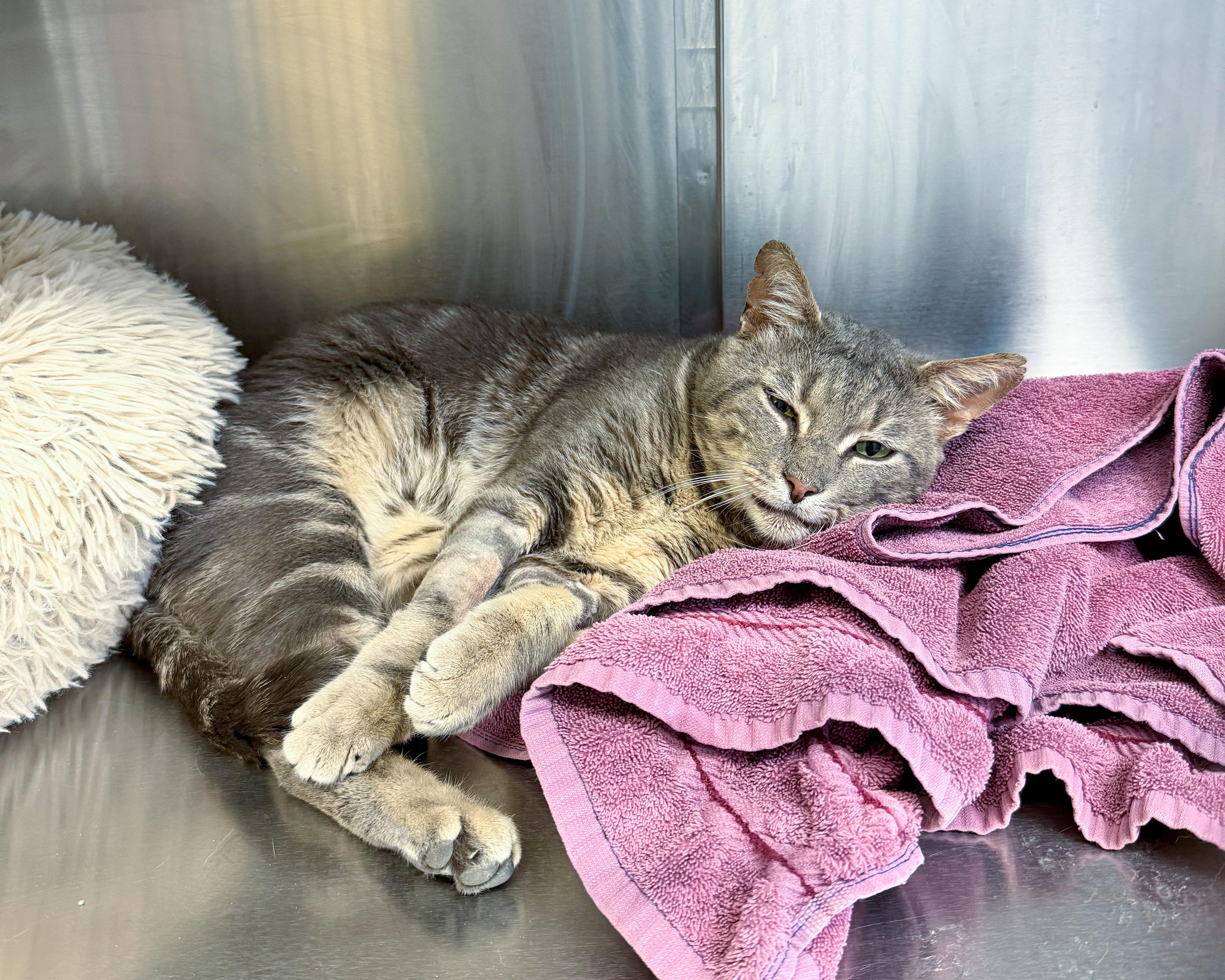 Paul, a Adoptable American Shorthair in Scituate, MA image 2/2