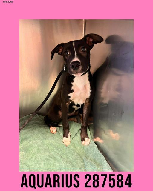 AQUARIUS, Adoptable, Puppy Female Mixed Breed.