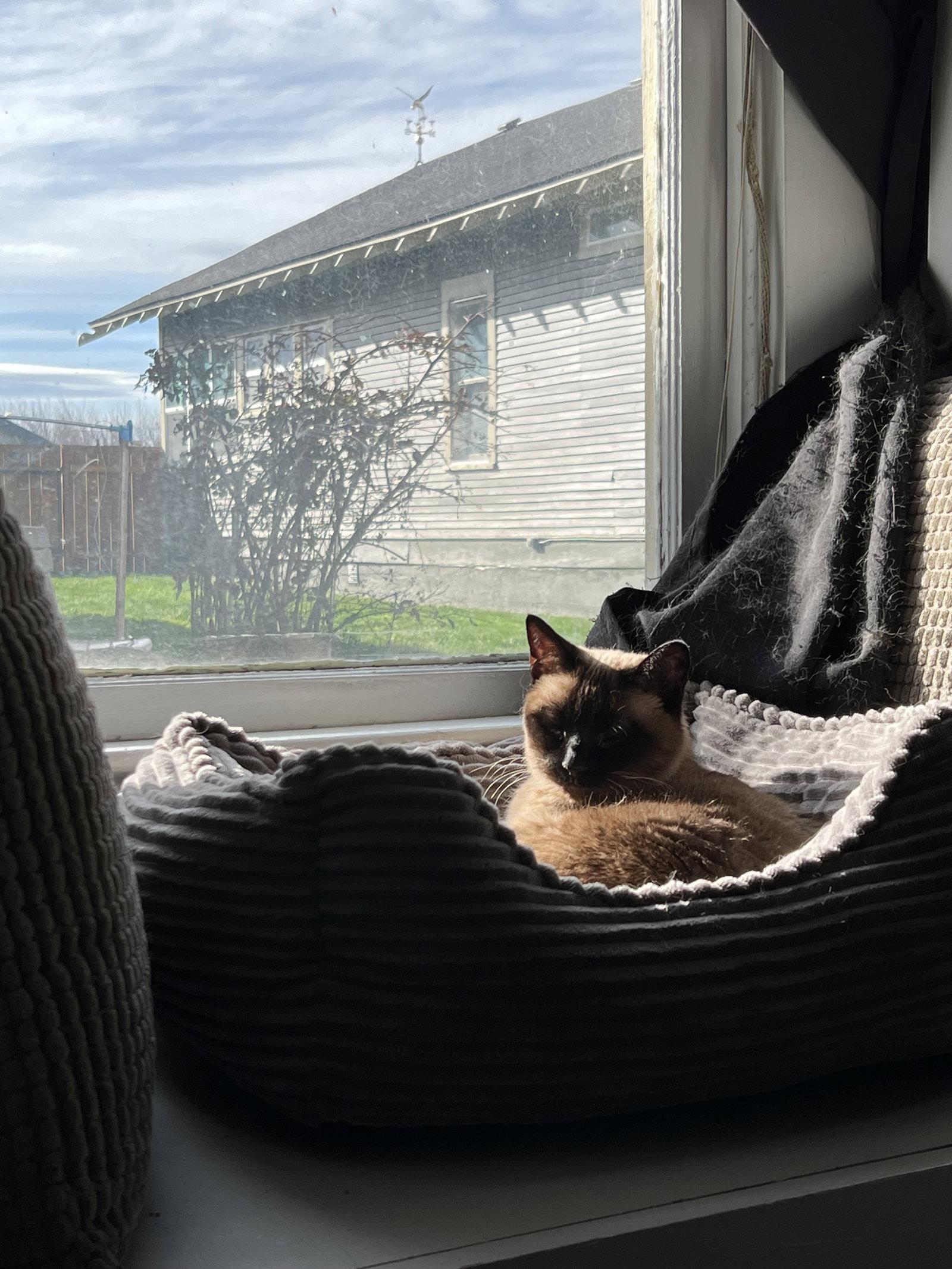 Melody, Adopted, Adult Female Siamese.