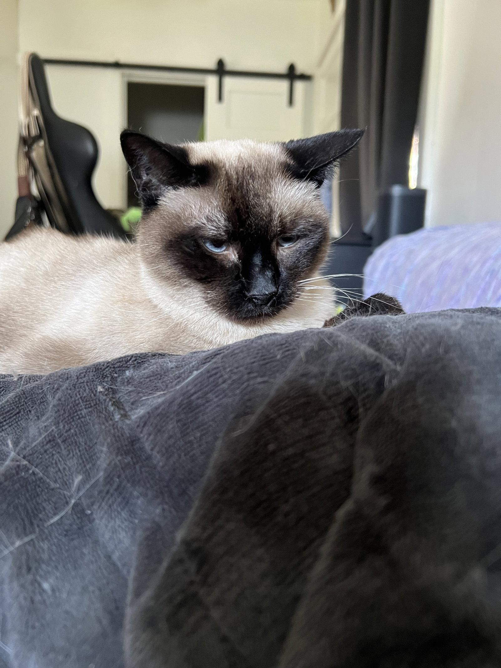Melody, a Adopted Siamese in Emmett, ID image 2/3