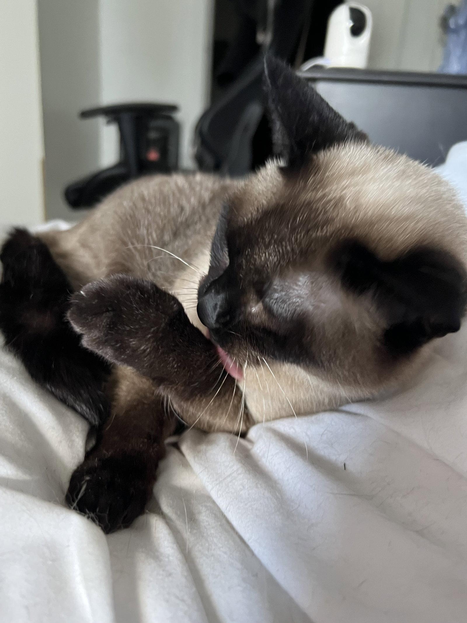 Melody, a Adopted Siamese in Emmett, ID image 3/3