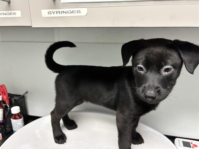 Enlarge NESTLE, a Adoptable mixed breed in Antioch, CA image 1/1