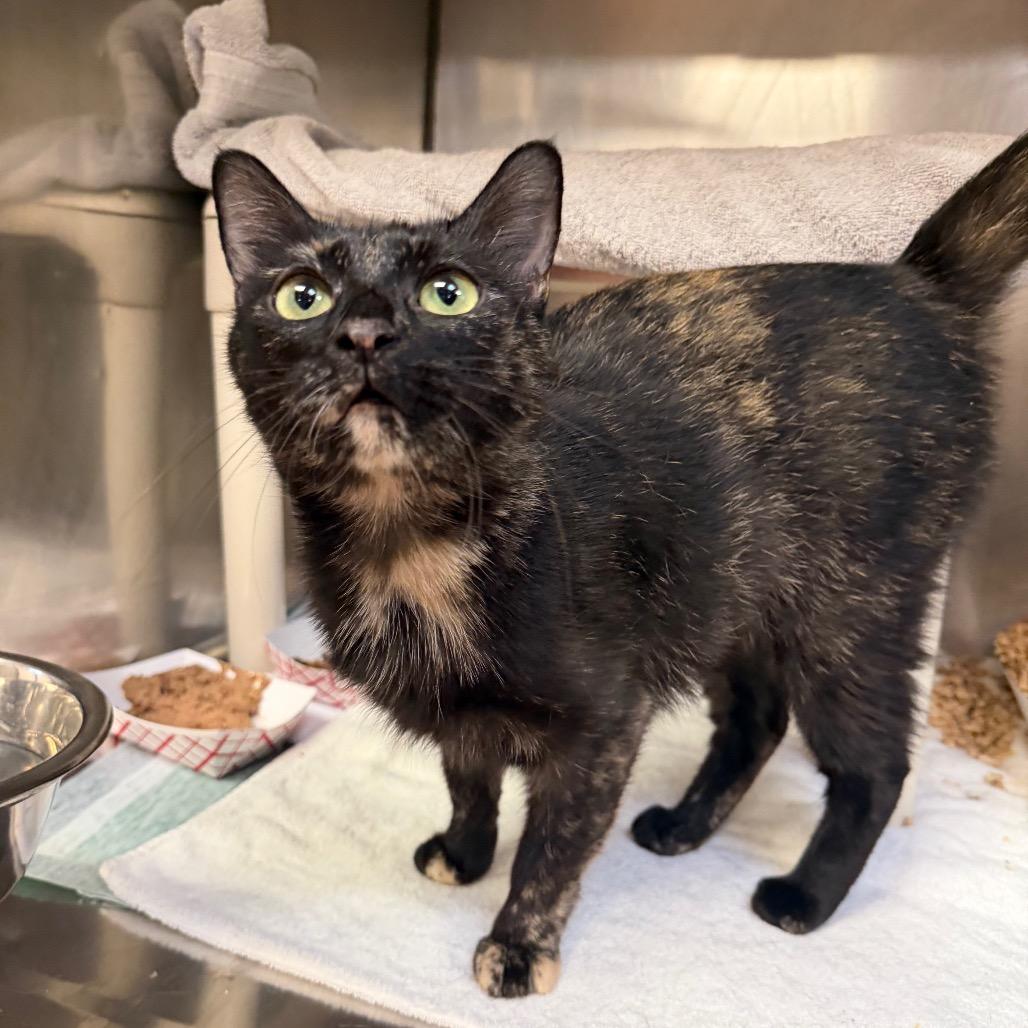 Mama Pajamas fka Gofy, a Adoptable Domestic Short Hair in Conshohocken, PA image 1/4
