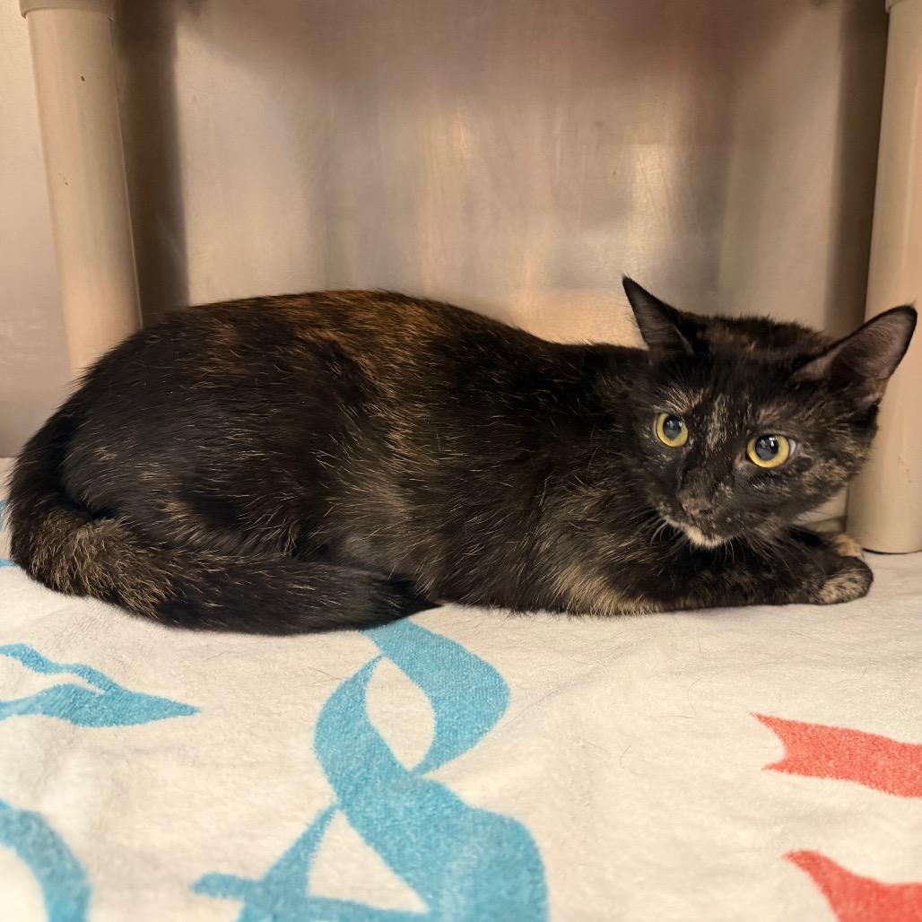 Mama Pajamas fka Gofy, Adoptable, Young Female Domestic Short Hair.