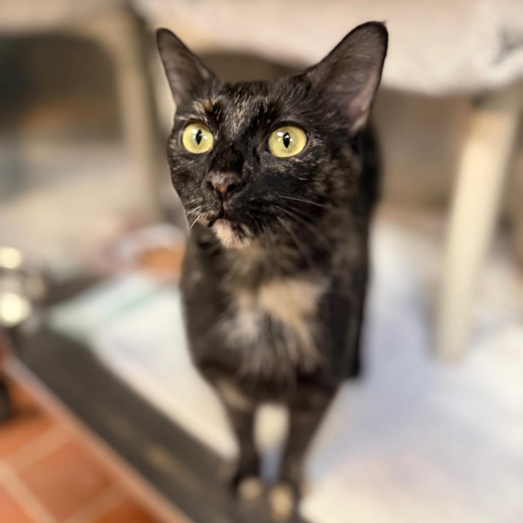 Mama Pajamas fka Gofy, a Adoptable Domestic Short Hair in Conshohocken, PA image 3/4