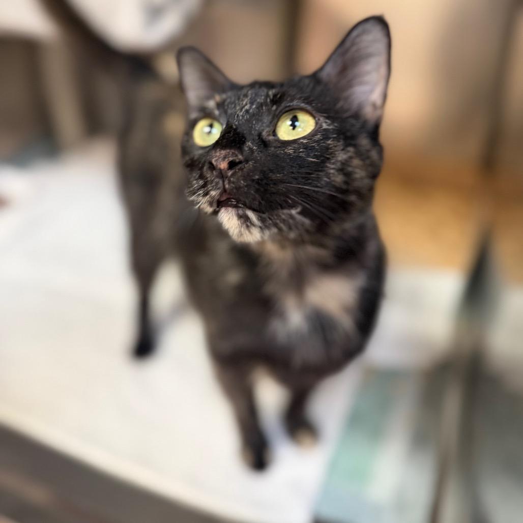 Mama Pajamas fka Gofy, a Adoptable Domestic Short Hair in Conshohocken, PA image 4/4
