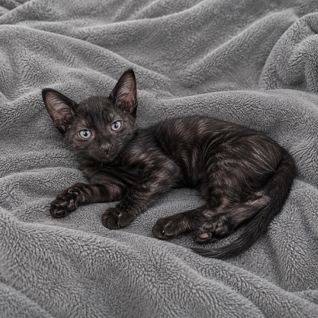 Jerry, a Adoptable Domestic Short Hair in Tucson, AZ image 2/2