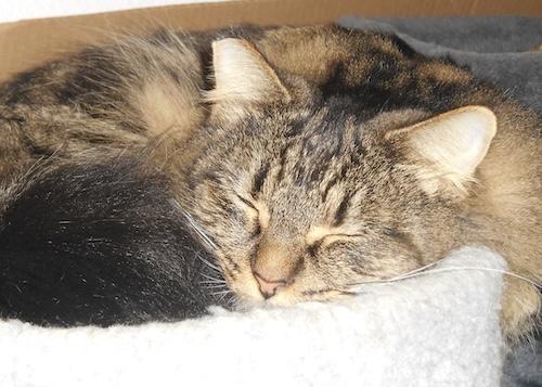Addey, Adoptable, Young Female Maine Coon & Domestic Medium Hair.