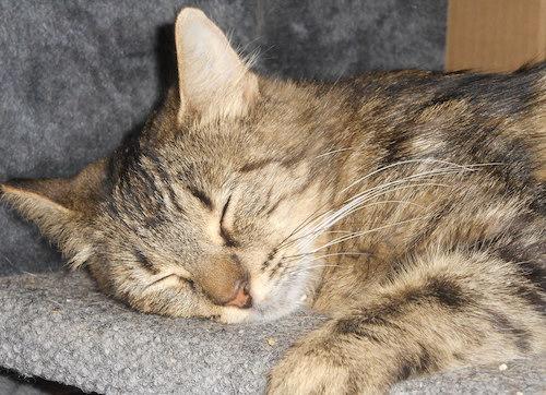Addey, Adoptable, Young Female Tabby & Domestic Medium Hair.