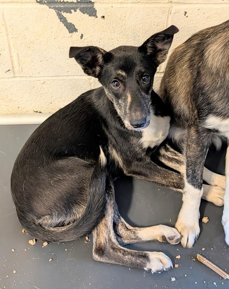 Stacy #175, Adoptable, Puppy Female Border Collie.