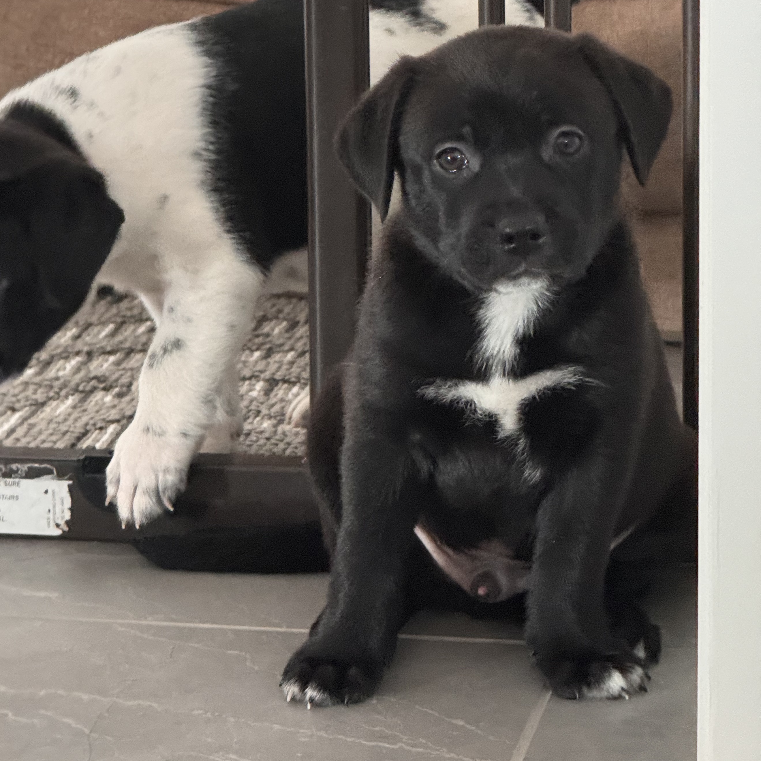 Enlarge Sonny, a Adopted mixed breed in Roselle, IL image 4/5