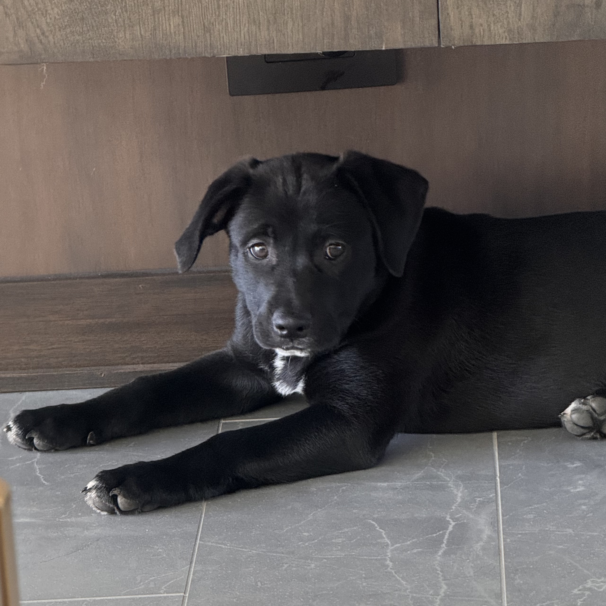 Enlarge Sonny, a Adopted mixed breed in Roselle, IL image 2/5