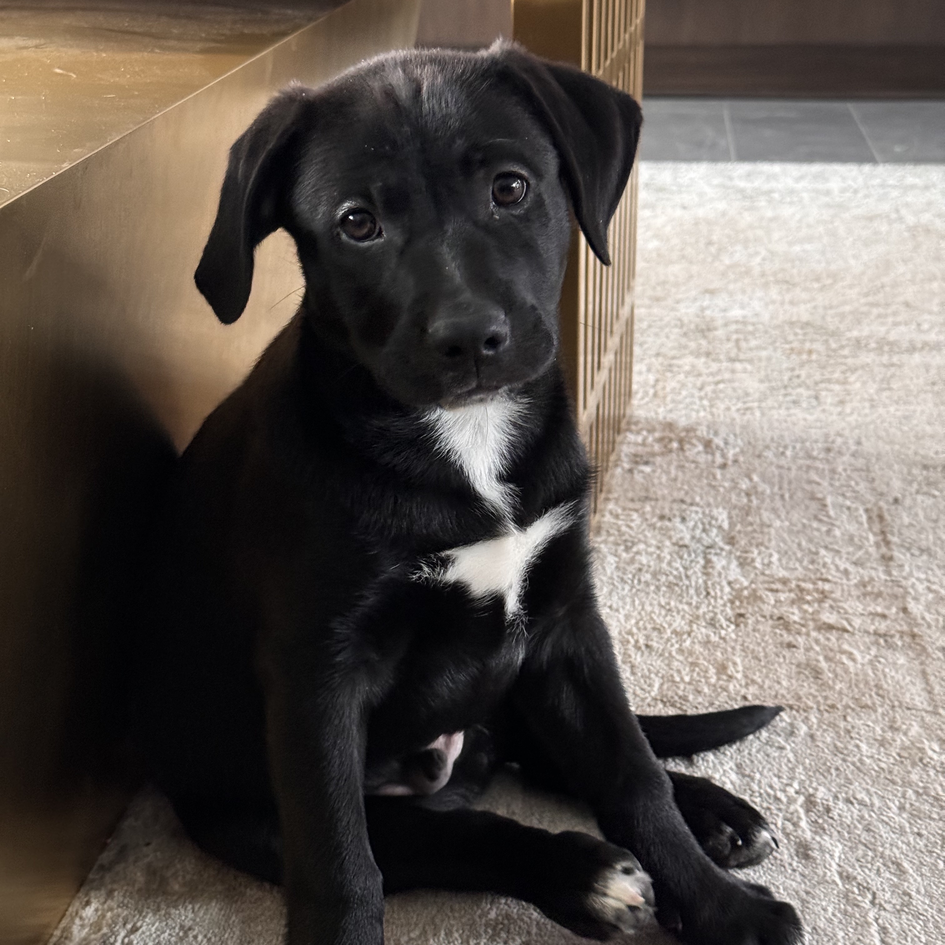 Enlarge Sonny, a Adopted mixed breed in Roselle, IL image 1/5