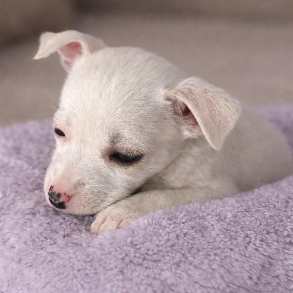 FIFI STARDUST (Adorable, Cute Baby, Happy, Loving, Cuddles and Kisses)