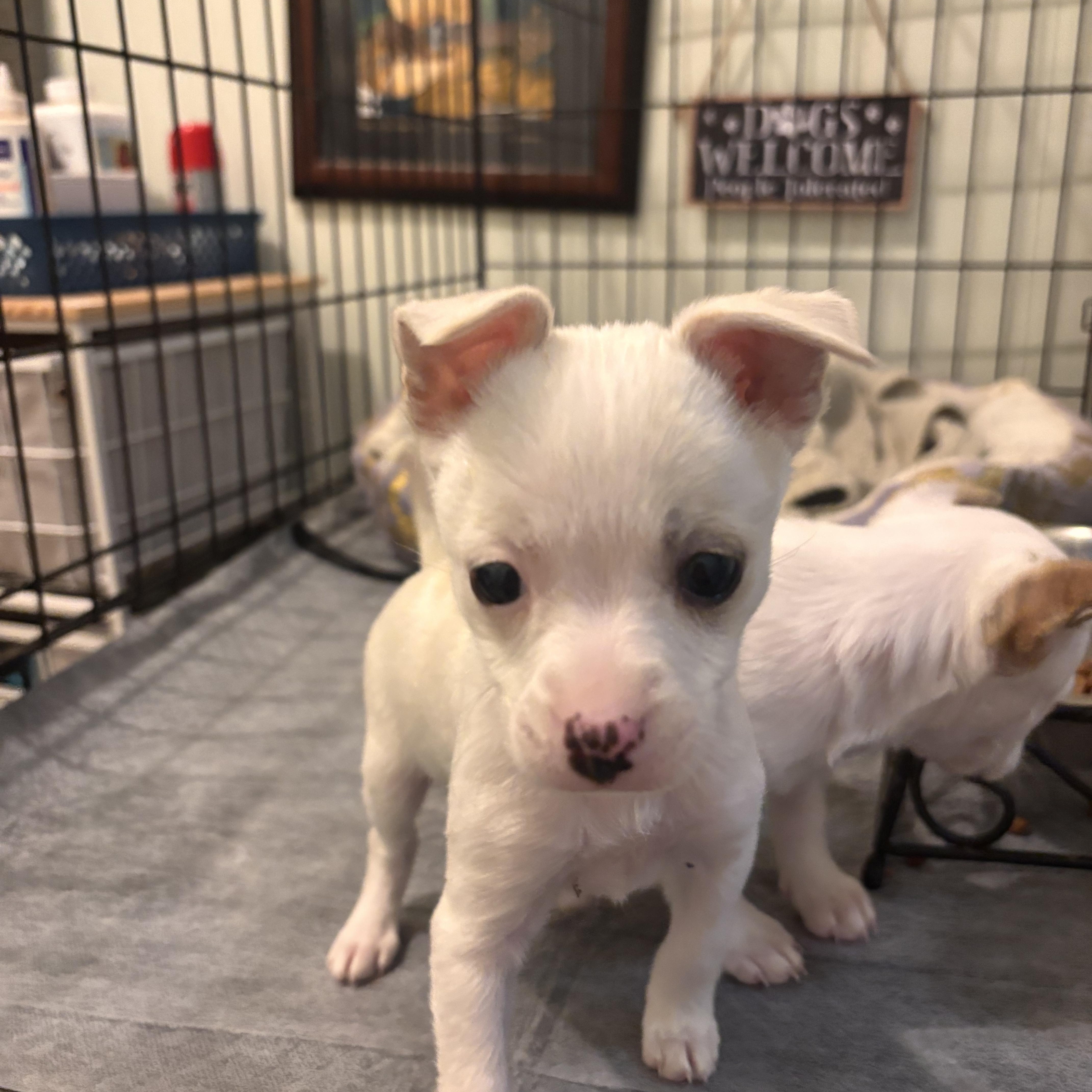 FIFI STARDUST (Adorable, Cute Baby, Happy, Loving, Cuddles and Kisses) — thumbnail 5