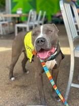 Enlarge Truly Till, a ADOPTABLE Mixed Breed in Miamitown, OH image 3/4