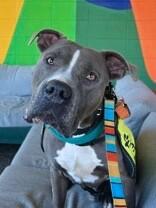 Truly Till, ADOPTABLE, Adult Male Mixed Breed.