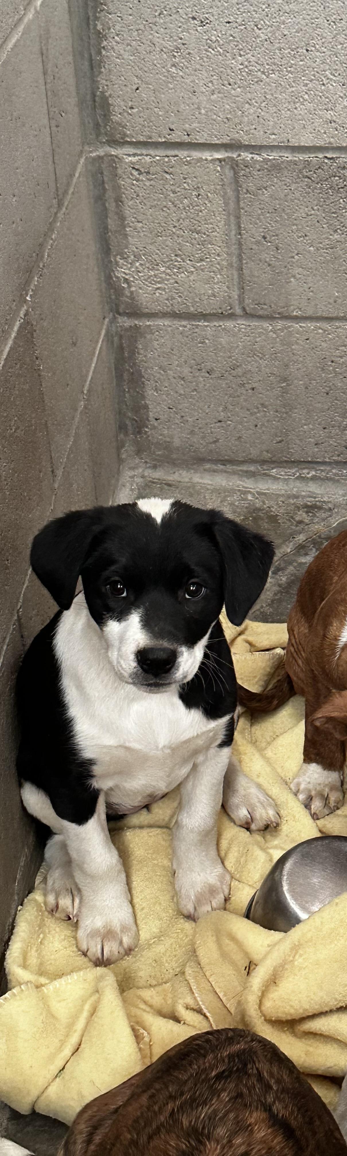 Ruby, a Adopted mixed breed in Lovelock, NV image 2/6