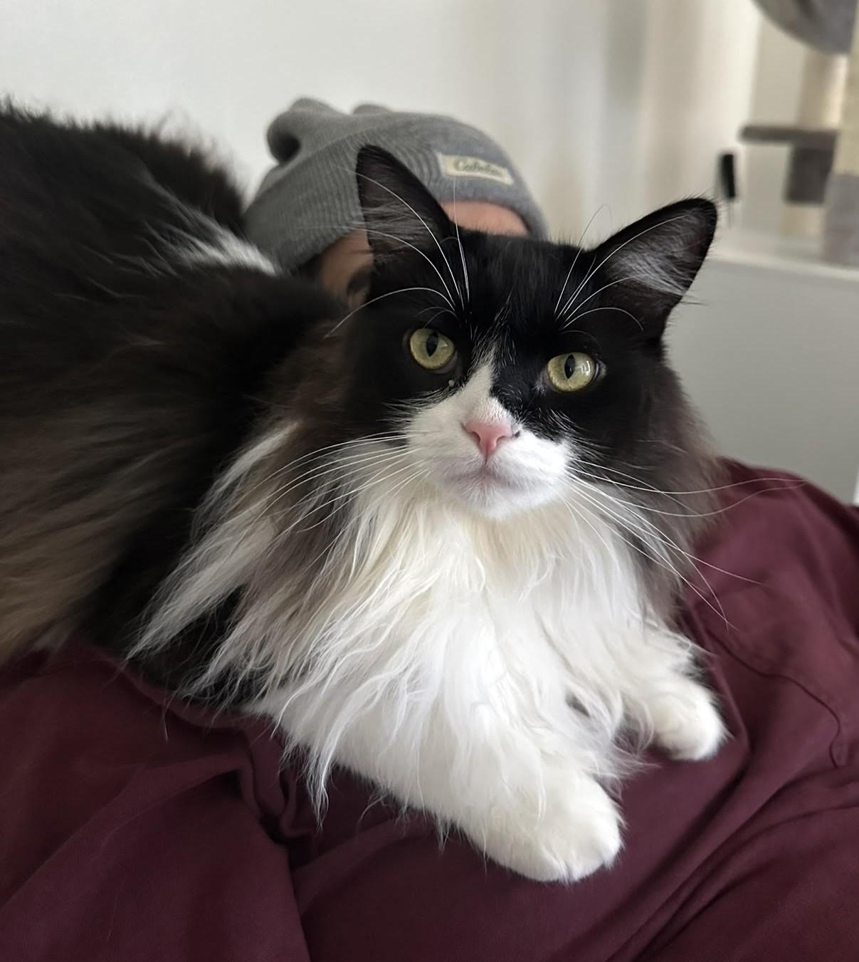 Genghis, Adopted, Young Male Ragdoll.