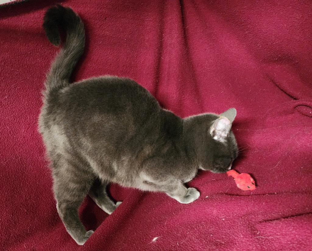 Enlarge Fifi, a Adoptable mixed breed in Shelton, WA image 1/2