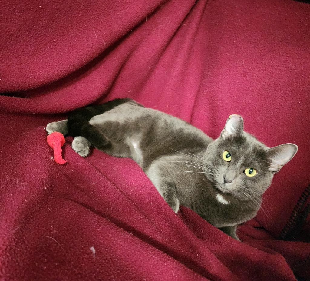 Enlarge Fifi, a Adoptable mixed breed in Shelton, WA image 2/2