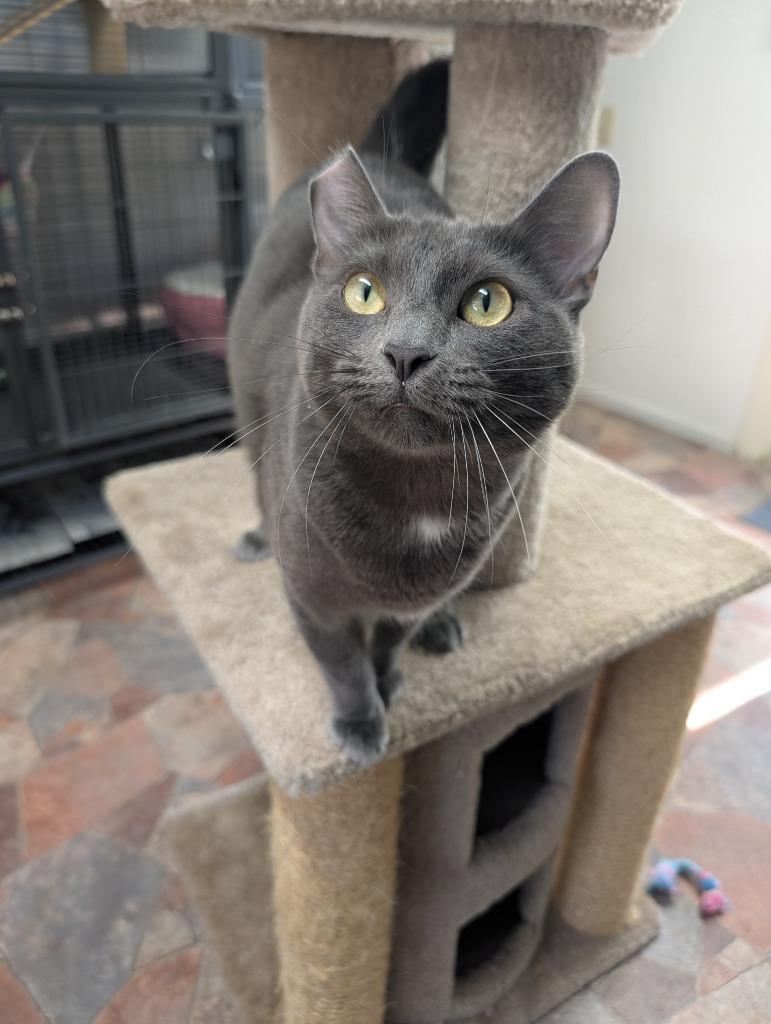 Enlarge Fifi, a Adoptable mixed breed in Shelton, WA image 3/5