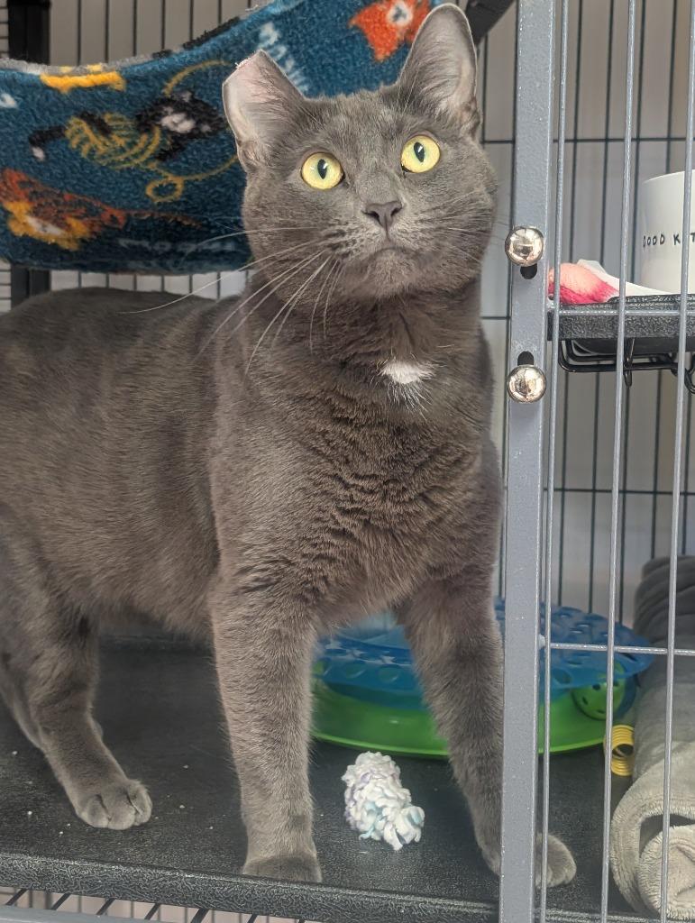 Enlarge Fifi, a Adoptable mixed breed in Shelton, WA image 4/5