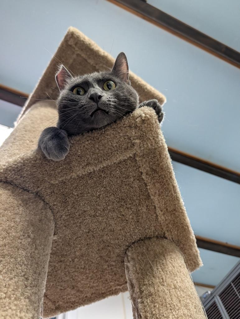 Enlarge Fifi, a Adoptable mixed breed in Shelton, WA image 5/5