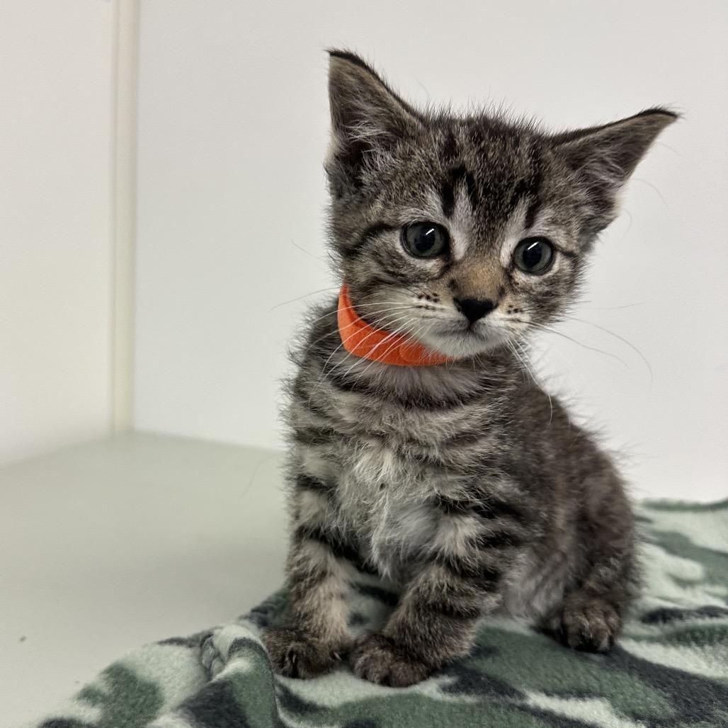 Enlarge Dallas, a Adoptable mixed breed in Milford, IA image 1/1