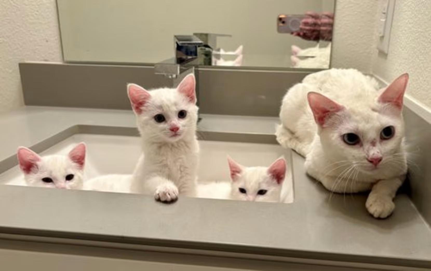 Enlarge Alexis - EXT NBCR, a ADOPTABLE Domestic Short Hair in Dallas, TX image 2/3