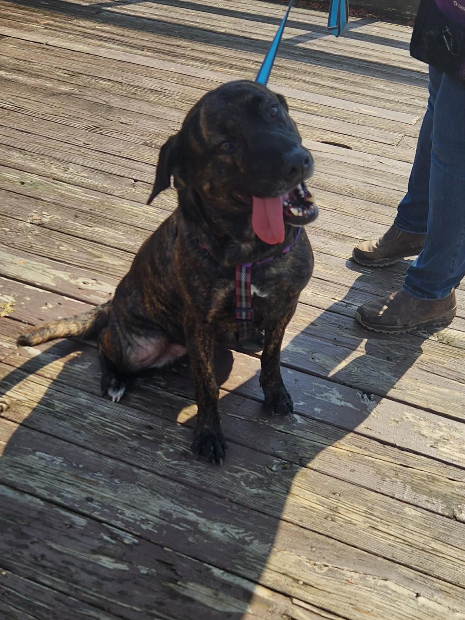 Enlarge Cora, a ADOPTABLE mixed breed in North Huntingdon, PA image 2/2