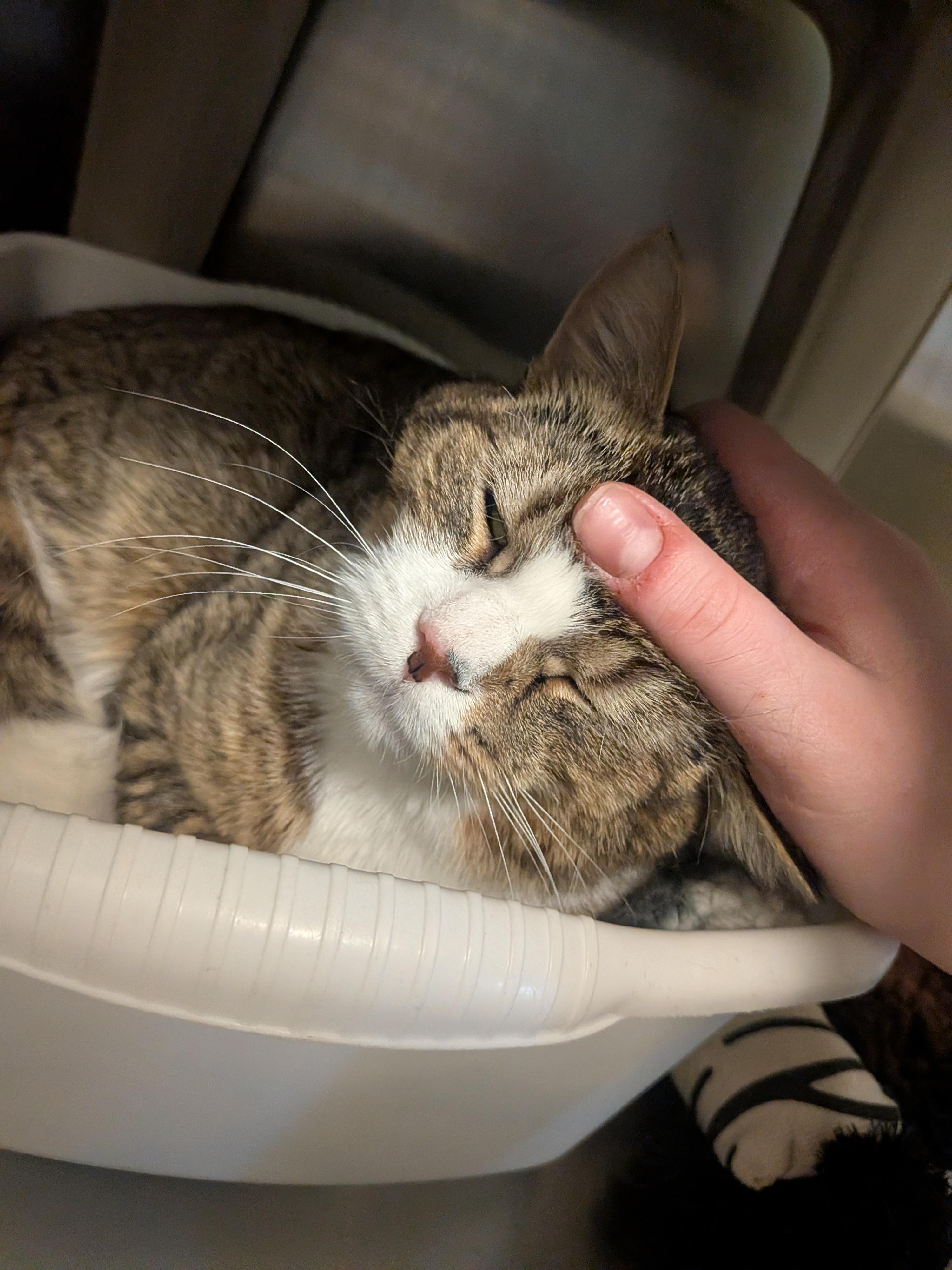 Enlarge Mark, a ADOPTABLE Domestic Short Hair in Paris, ME image 3/3