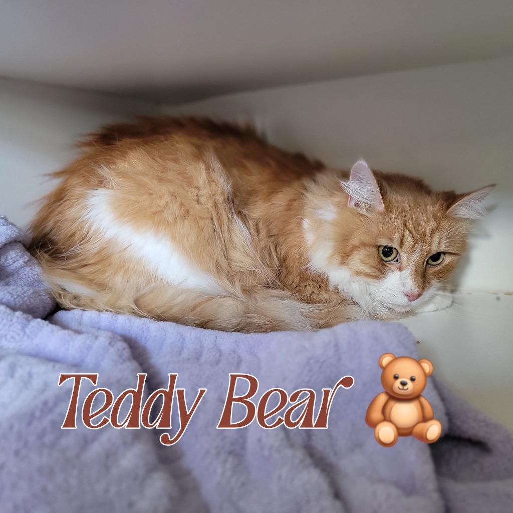 Teddy Bear, Adoptable, Adult Male Domestic Long Hair.