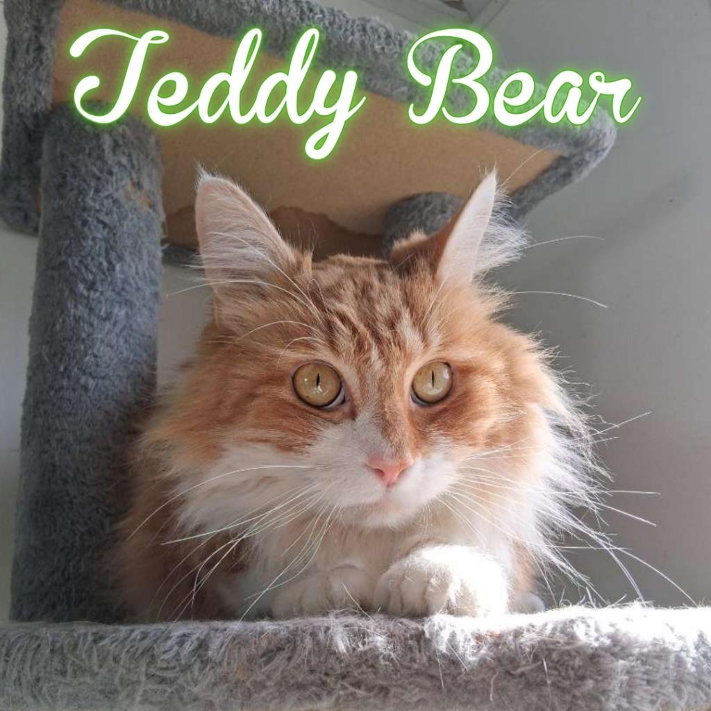 Enlarge Teddy Bear, a Adoptable Domestic Long Hair in Hillsboro, OH image 2/2
