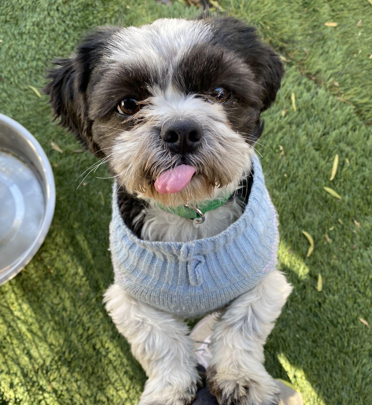 Cabo, adopted, Young Female Shih Tzu.
