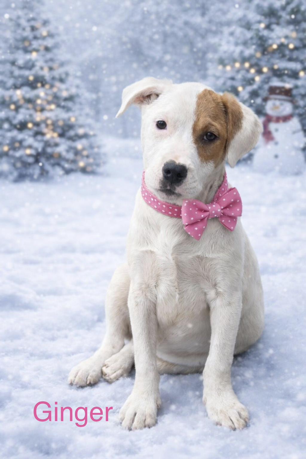 Enlarge Ginger, a Adoptable mixed breed in Toms River, NJ image 1/1