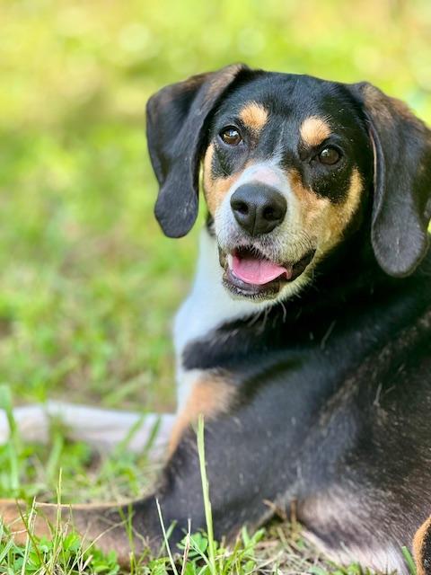 Hank, Adoptable, Adult Male Hound.