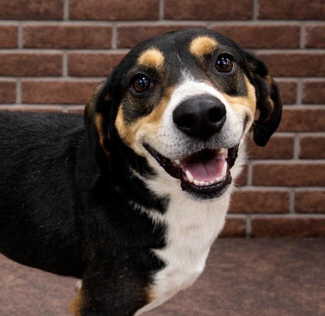 Enlarge Hank, a Adoptable mixed breed in Ladson, SC image 3/5