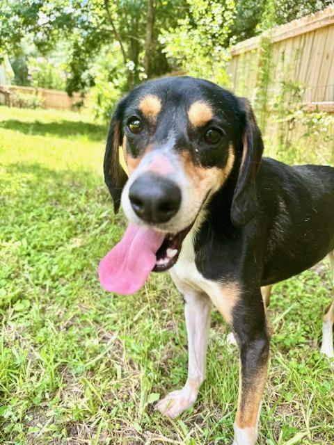 Hank, an adoptable Hound in Ladson, SC, 29456 | Photo Image 3
