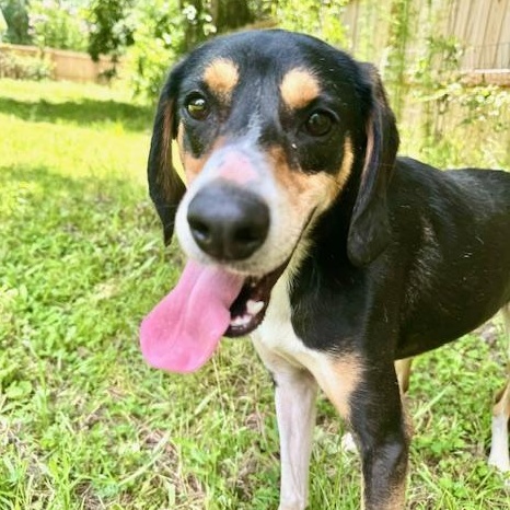 Enlarge Hank, a Adoptable mixed breed in Ladson, SC image 5/5