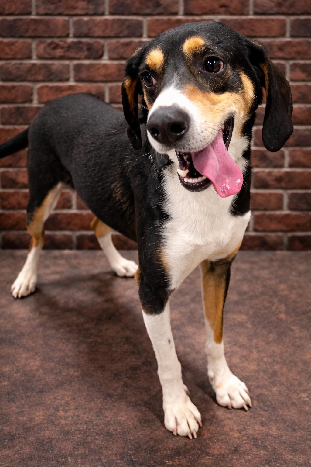 Enlarge Hank, a Adoptable mixed breed in Ladson, SC image 2/5