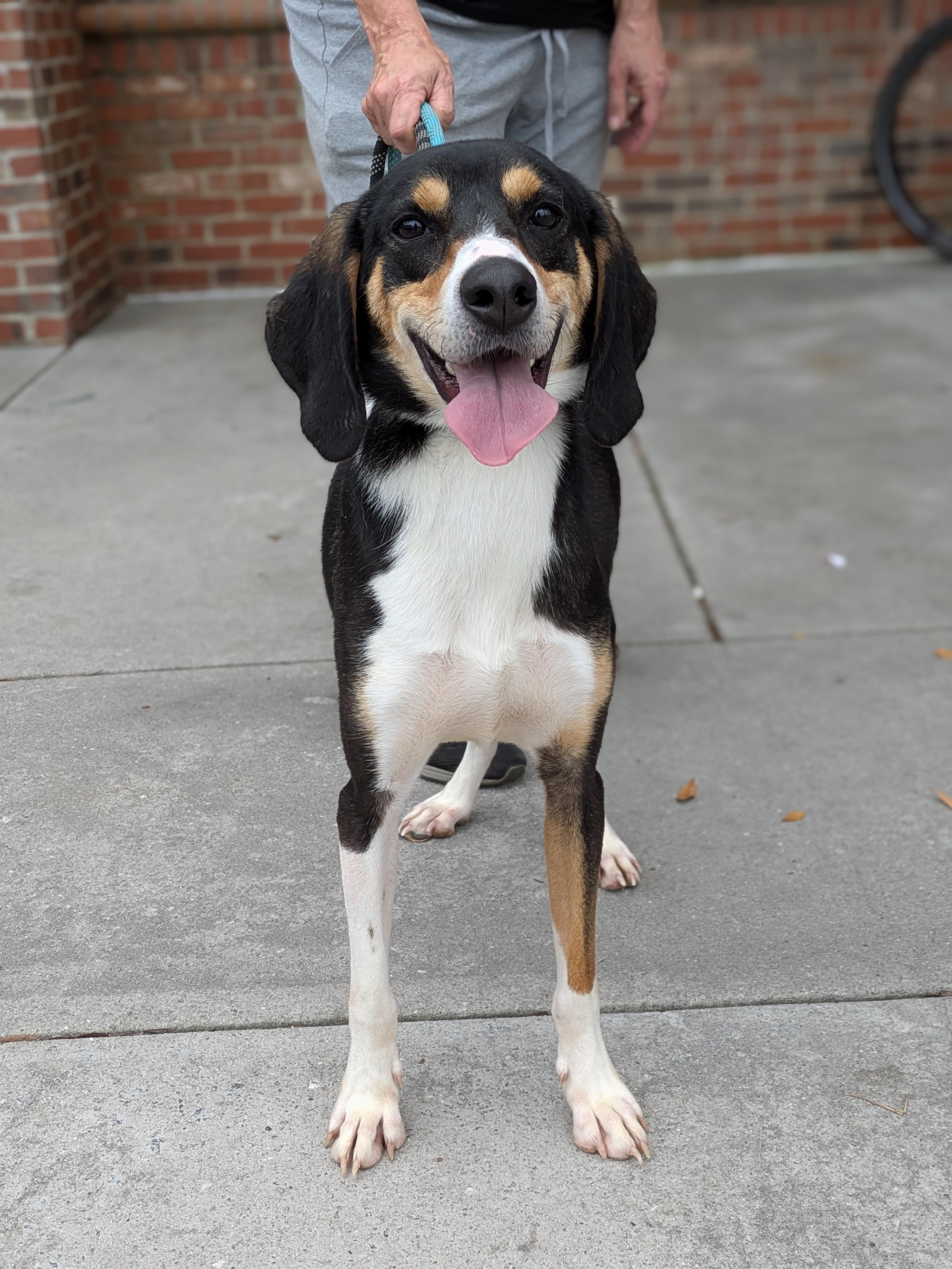 Hank, an adoptable Hound in Ladson, SC, 29456 | Photo Image 6