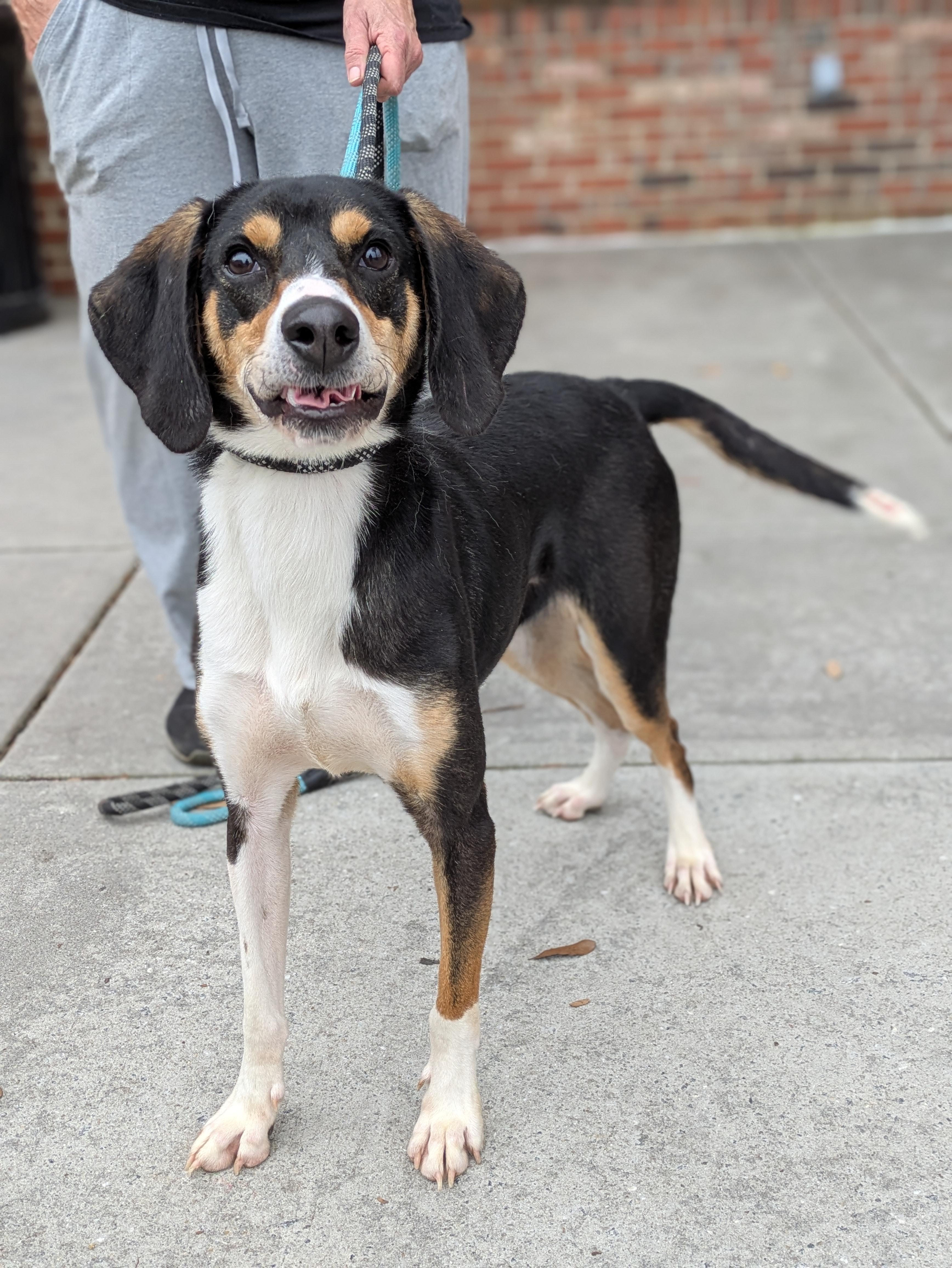 Hank, an adoptable Hound in Ladson, SC, 29456 | Photo Image 4