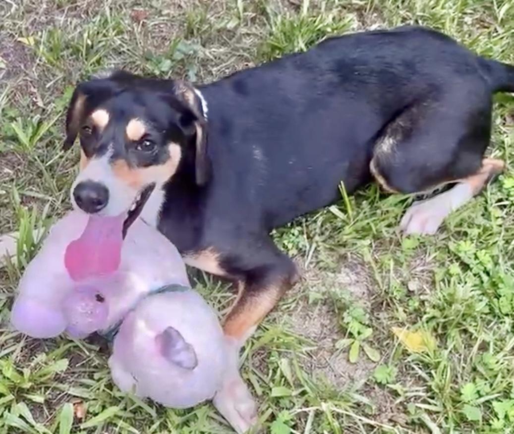 Hank, a Adoptable mixed breed in Ladson, SC image 2/6