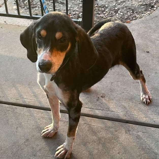 Hank, an adoptable Hound in Ladson, SC, 29456 | Photo Image 5