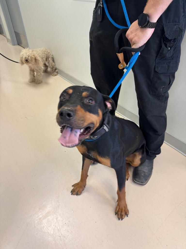 Enlarge Brendan, a Adoptable Rottweiler in Belton, TX image 1/1