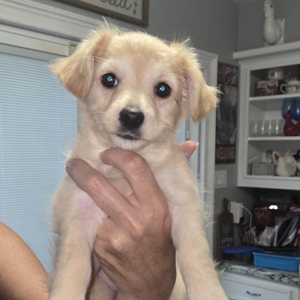 Missy, Adoptable, Puppy Female Chihuahua & Mixed Breed.