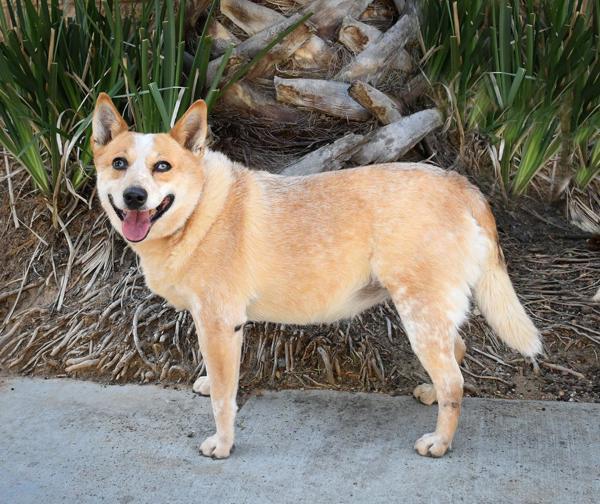 Enlarge Tilly, a Adoptable mixed breed in Escondido, CA image 1/1